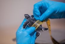 The Riviera Maya–Tulum Sea Turtle Conservation Program has surpassed 20 million protected hatchlings over 30 years of continuous work.