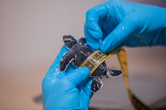 20MTortugas-4