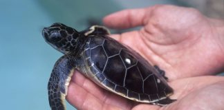 ¿Quién salva a quién?