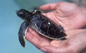 ¿Quién salva a quién?