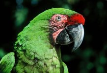 Inicia Proyecto de Reproducción de la Guacamaya Verde.