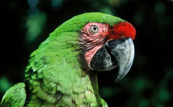 Inicia Proyecto de Reproducción de la Guacamaya Verde.