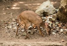 Reconoce Profepa a Xcaret por Cuidado de la Fauna Silvestre