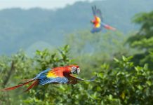 Chiapas hace un compromiso con la Guacamaya Roja