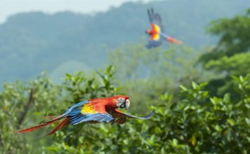 Chiapas hace un compromiso con la Guacamaya Roja