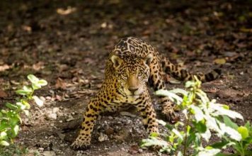 2014: Año de Crecimiento para Experiencias Xcaret