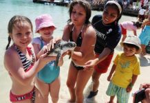 Concluye Programa de Liberación de Tortugas 2015 en Xcaret