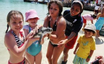 Concluye Programa de Liberación de Tortugas 2015 en Xcaret