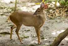 Xcaret a Favor del Bienestar Animal