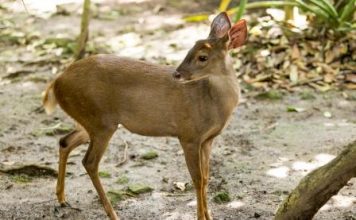 Xcaret a Favor del Bienestar Animal