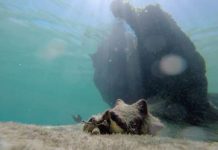 Rescatando al Soldado Rosa en Xelhá