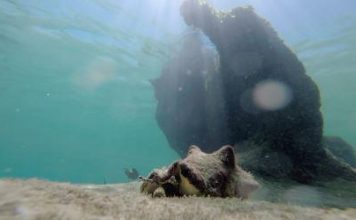 Rescatando al Soldado Rosa en Xelhá