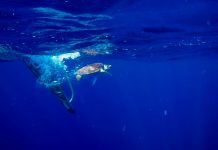 Vuelven a la Mar Doce Tortugas Marinas Rehabilitadas en Hospital de Xcaret