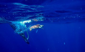 Vuelven a la Mar Doce Tortugas Marinas Rehabilitadas en Hospital de Xcaret