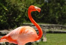 Xcaret reafirma su compromiso por proteger al flamenco rosado