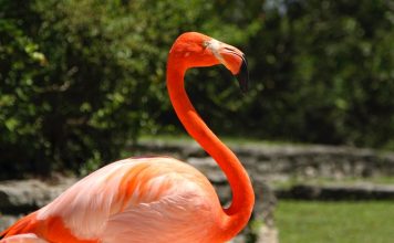 Xcaret reafirma su compromiso por proteger al flamenco rosado