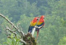 En Tres Años Casi Se Duplica Población de Guacamaya Silvestre en México