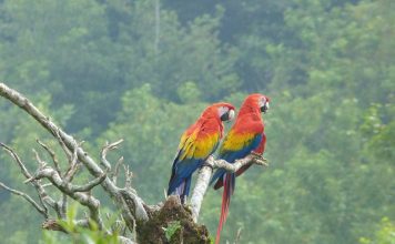 En Tres Años Casi Se Duplica Población de Guacamaya Silvestre en México