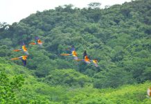 Casi se Duplica la Población de Guacamaya Roja en Vida Silvestre, Gracias a la Reintroducción de la Especie.