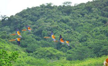 Casi se Duplica la Población de Guacamaya Roja en Vida Silvestre, Gracias a la Reintroducción de la Especie.