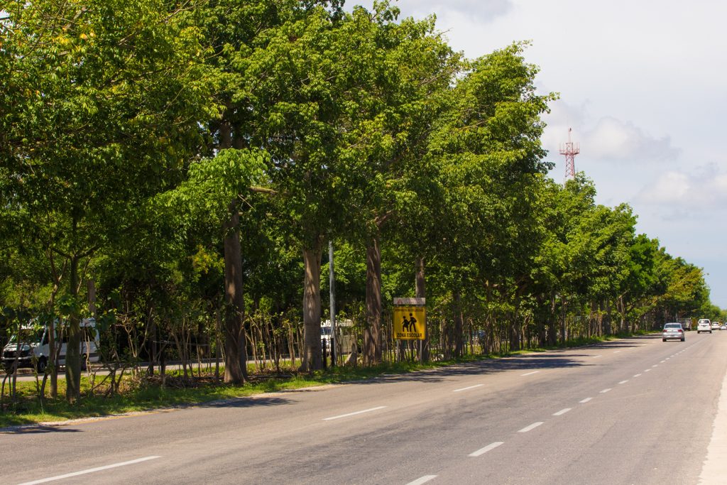 Experiencias Xcaret cumple 25 años reforestando...---...ok