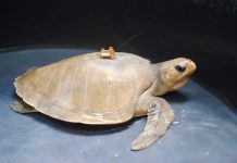 Inician Xcaret y Cinvestav IPN Monitoreo Satelital de Tortugas Marinas