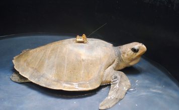 Inician Xcaret y Cinvestav IPN Monitoreo Satelital de Tortugas Marinas