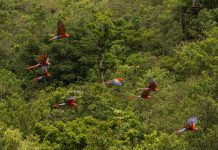 2018 Marcará Historia en la Vida Silvestre de la Guacamaya Roja