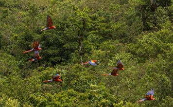 2018 Marcará Historia en la Vida Silvestre de la Guacamaya Roja