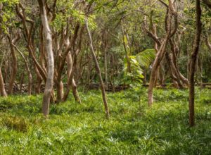ACCIONES POR EL MEDIO AMBIENTE
