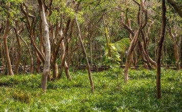 ACCIONES POR EL MEDIO AMBIENTE