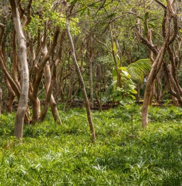 ACCIONES POR EL MEDIO AMBIENTE