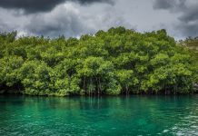 Fortalece Experiencias Xcaret Esfuerzos para el Bienestar de las Personas y el Planeta Tierra