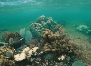 ¿Cómo se hace un monitoreo de peces?