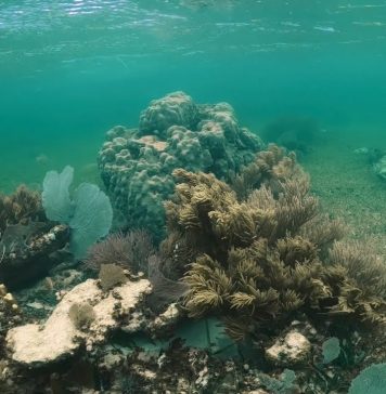 ¿Cómo se hace un monitoreo de peces?