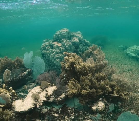 ¿Cómo se hace un monitoreo de peces?