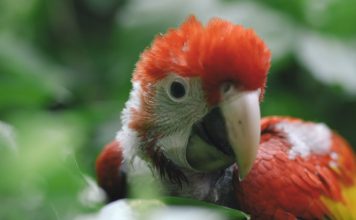 Acredita México Logros en Conservación Gracias a la Reintroducción de Especies Bajo Cuidado Humano