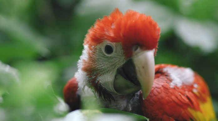GuamayaBebe