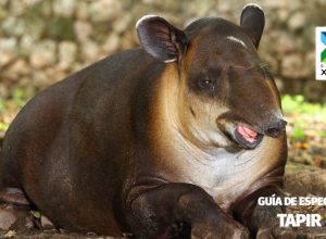 Guía Educativa: «Tapir»