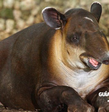 Guía Educativa: «Tapir»
