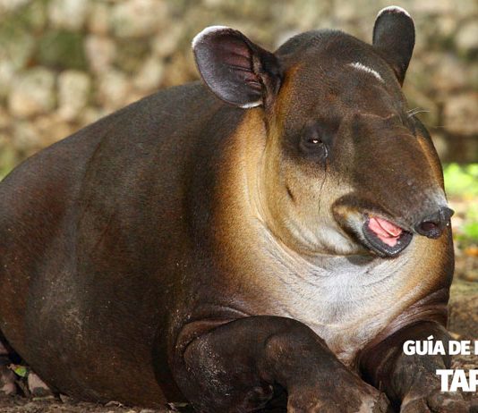Guía Educativa: «Tapir»