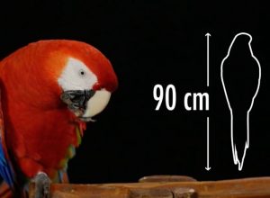 Conoce la Guía Educativa de la «Guacamaya Roja»