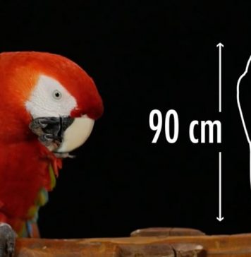 Conoce la Guía Educativa de la «Guacamaya Roja»