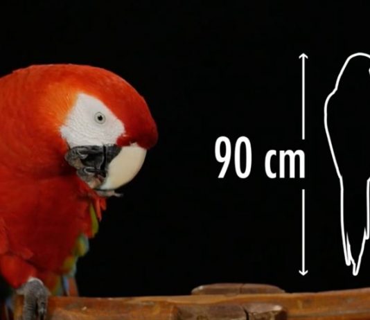 Conoce la Guía Educativa de la «Guacamaya Roja»