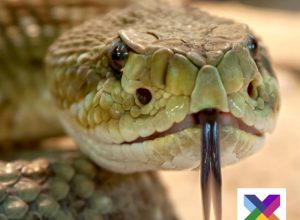 Guía Educativa: «Serpientes» Guía educativa: serpientes