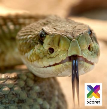 Guía Educativa: «Serpientes» Guía educativa: serpientes