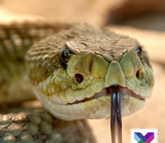 Guía Educativa: «Serpientes» Guía educativa: serpientes