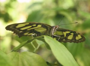 Guía educativa: «Mariposas»