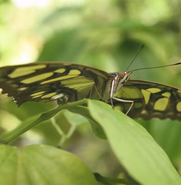 Guía educativa: «Mariposas»
