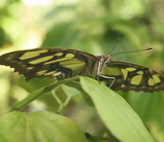 Guía educativa: «Mariposas»